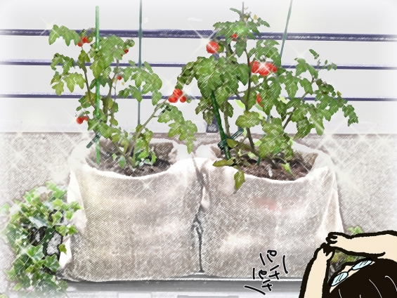 カンタン映える トマトの袋栽培 やってみた 家事の裏ワザ 連載 コラム くらしメイド Dcmホールディングス